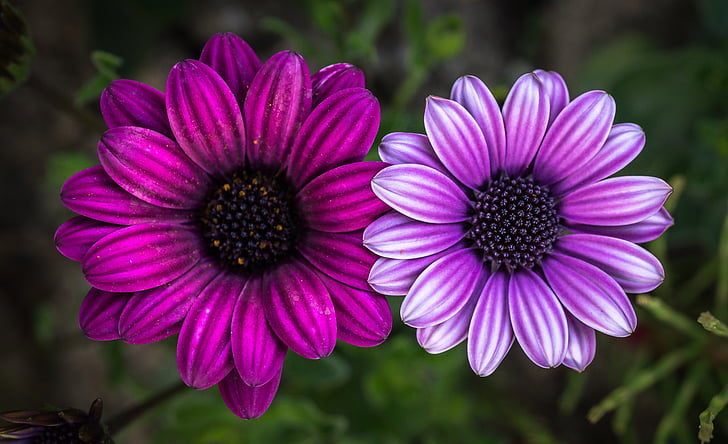 pink and purple flowers illustration