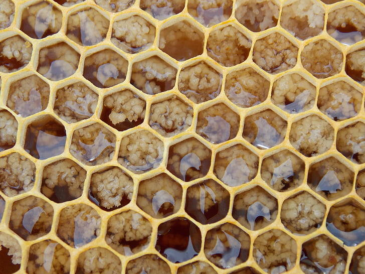 honeycomb closeup photo
