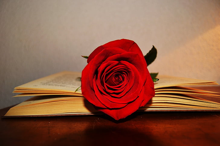 red rose flower on book page