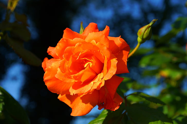 orange petaled flower closeup photography during daytime