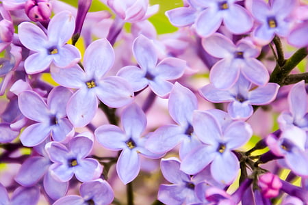 close-up photo of purple petaled flowers