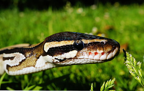 closeup photo of snake on grass field