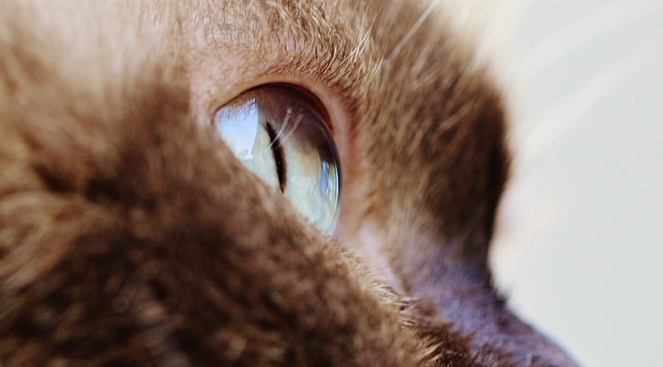 cat, eye, close, british shorthair, thoroughbred, fur