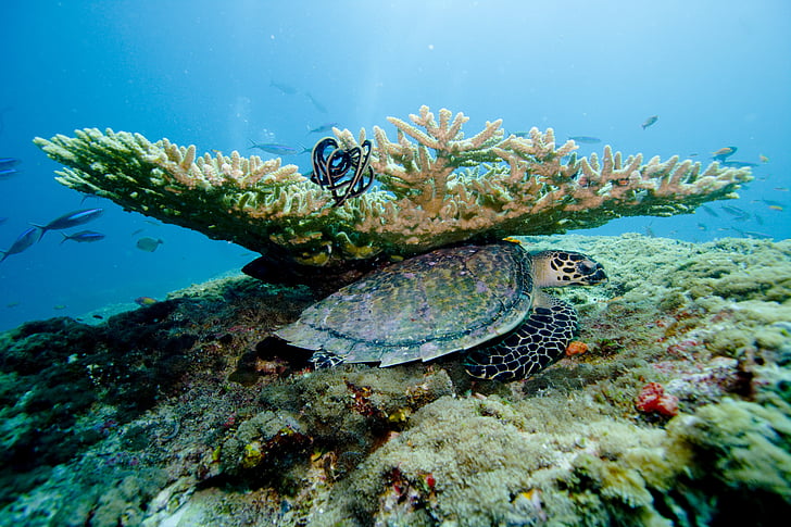 white and black turtle below coral