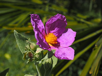 close-up photo of pink single-petaled rose flower