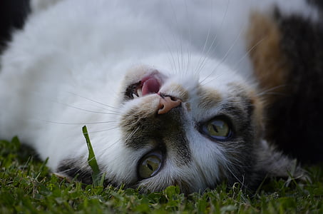 photography of cat lying on grass