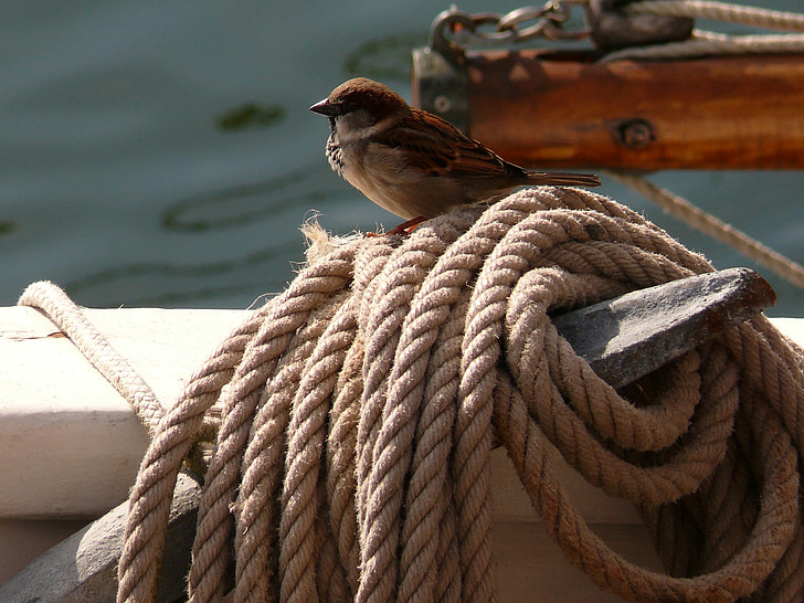 brown and white sparrow bird on brown rope