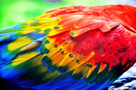 red and blue bird feathers