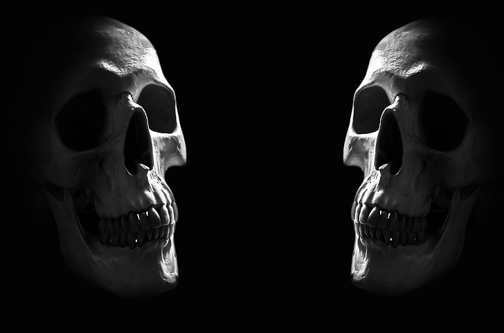 two skulls digital wallpaper