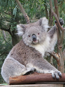 gray koala bear on tree during daytime