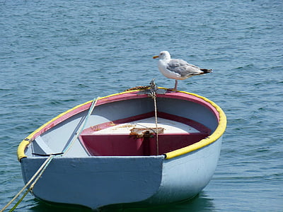 white bird on gray wooden boat