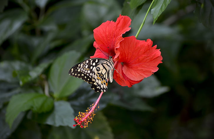 beige butterfly on red hibiscus flower