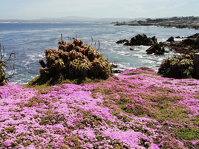 pink petaled flowers in cliff in front ocean