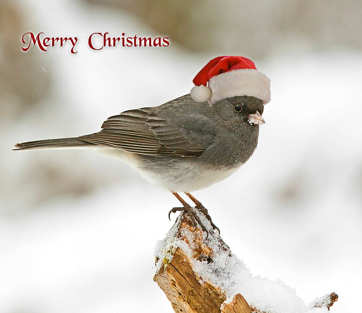 gray bird with merry Christmas text overlay