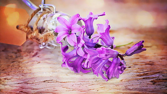 purple hyacinth flowers in bloom close up photo