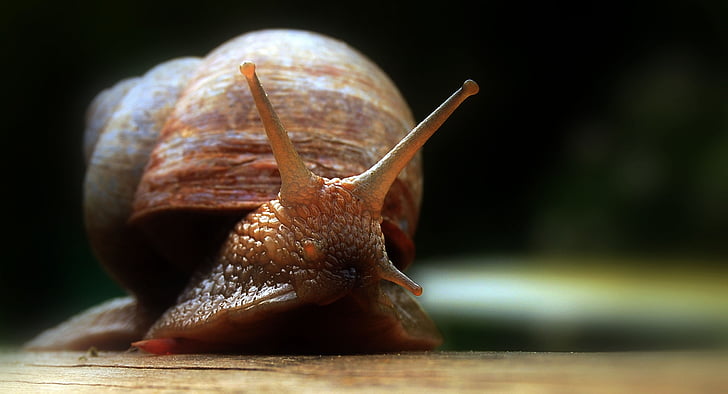 photography of brown snail