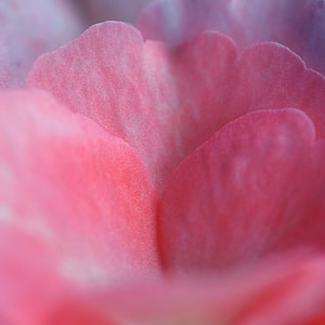 rose, petal, pink, petal of a rose, flower, macro