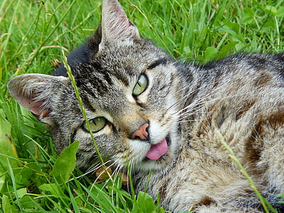 silver tabby cat on green grass