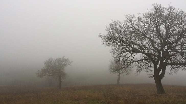 bare trees with thick fog