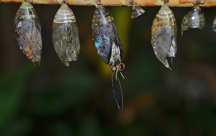 four butterfly cocoon at daytime