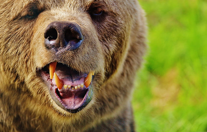 close-up photography of brown bear