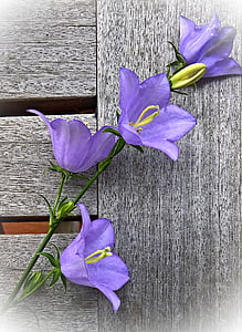 purple campanula flowers