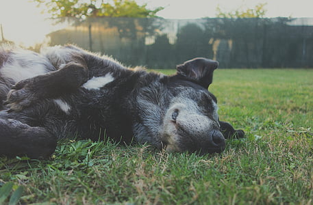 adult black Formosan mountain dog sleeping on grass lawn
