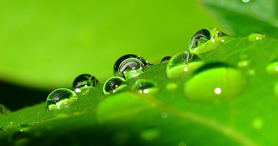 macro photography of drop of water on green leaf