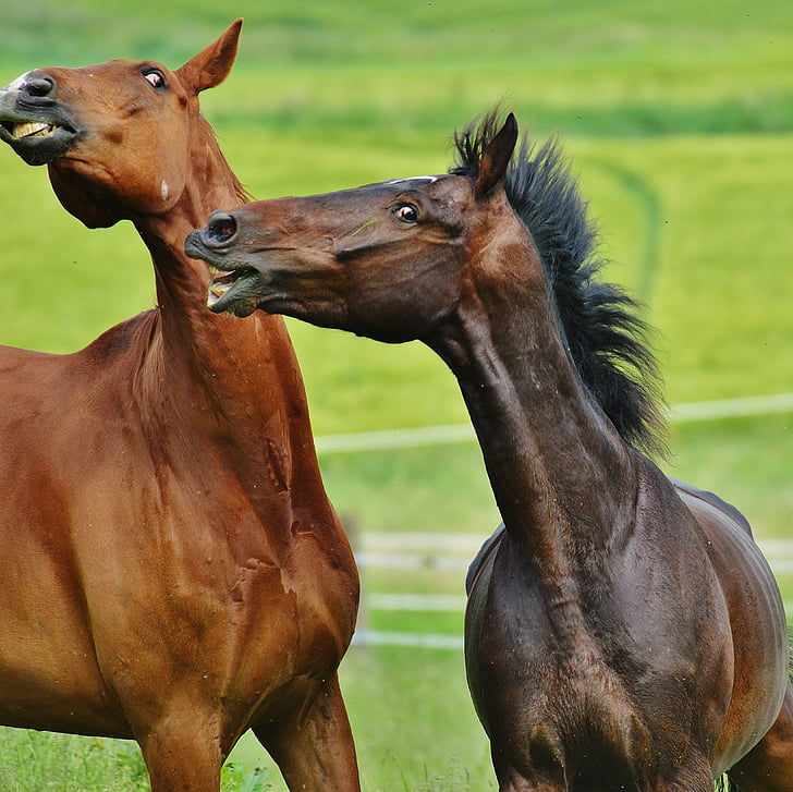 selective focus photography of two horses on grass