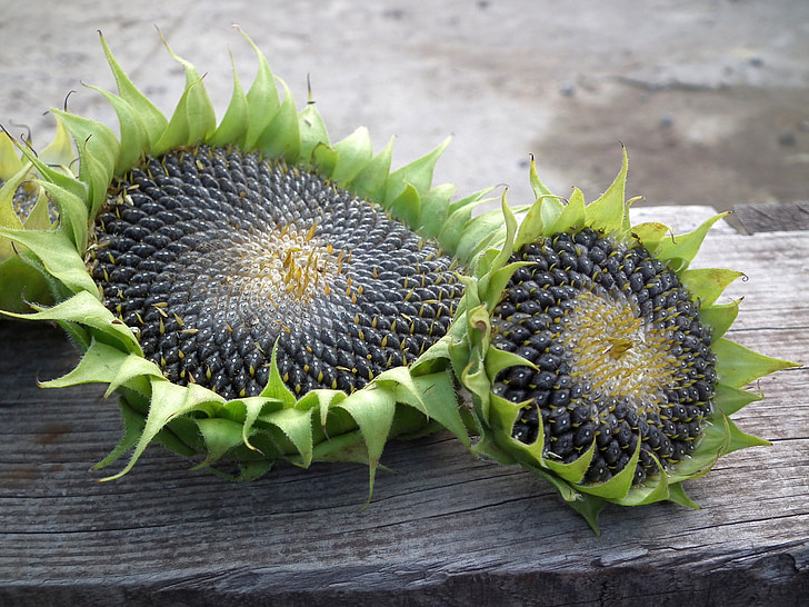 close-up photo of two green-and-gray sunflowers