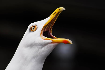 photo of white and yellow seagull
