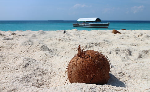 shallow focus photography of coconut during daytime