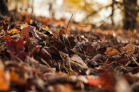 low angle photography of leaves on ground