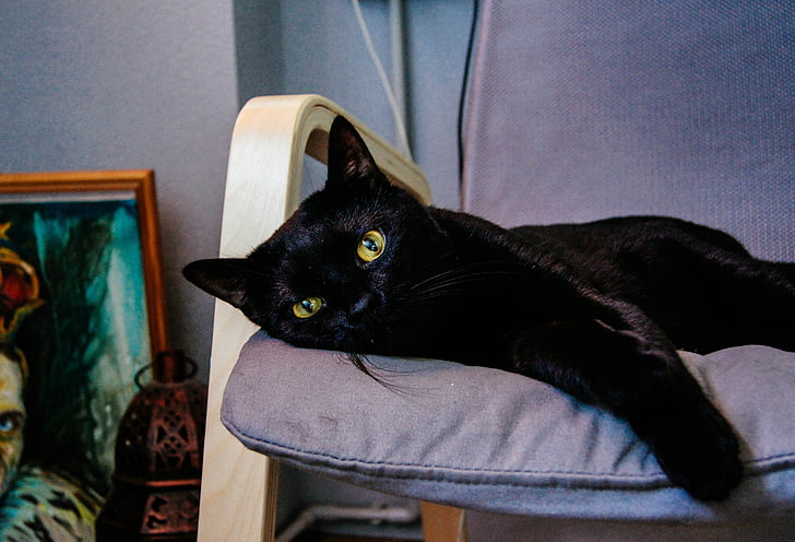 closeup photo of short-fur black cat lying on purple cushion in room