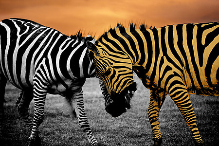 brown and white zebras
