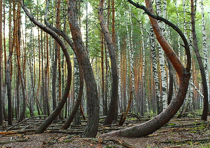 landscape photograph of forest