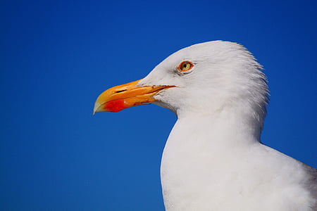 seagull photography