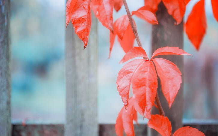 red leaf plant on brown wooden fence