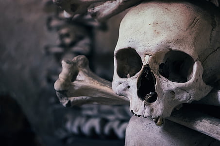 shallow focus photography of skull