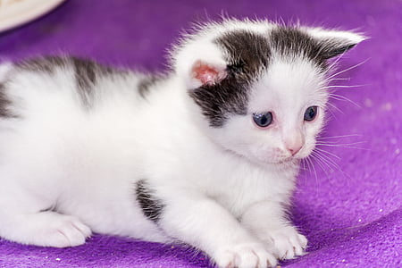 short-fur silver kitten
