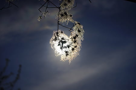white flower in front of moon during nighttime