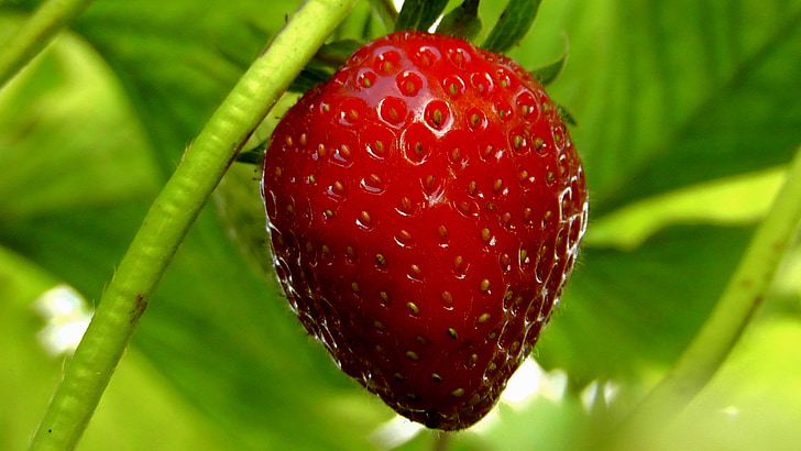 shallow focus photography of strawberry
