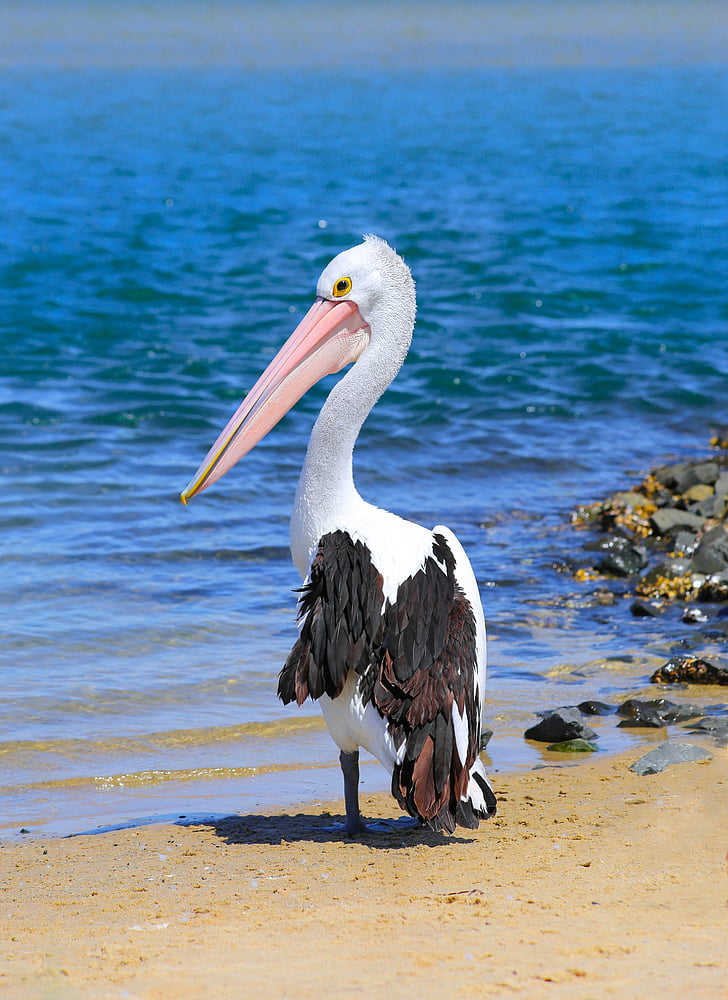 pelican standing on sand near body of water