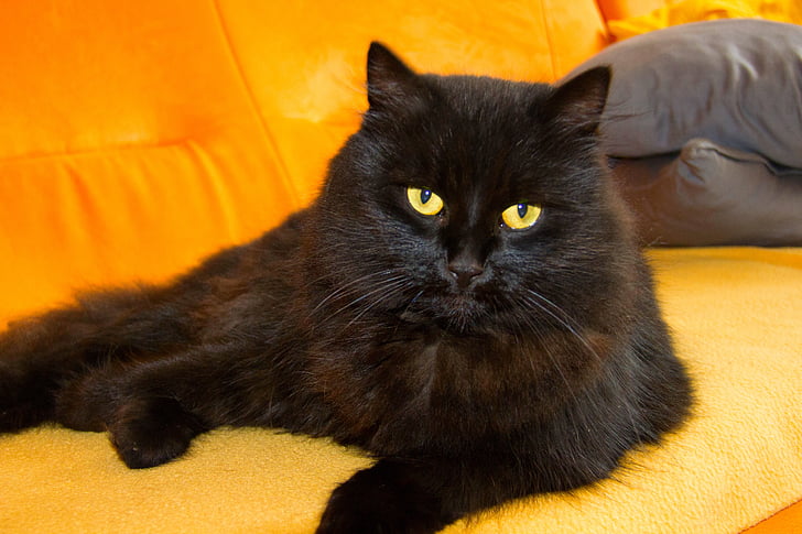 black cat on sofa