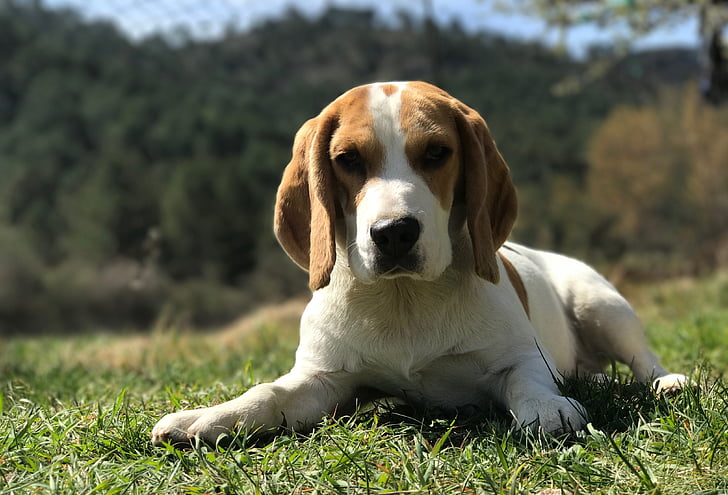 beagle laying on grass field