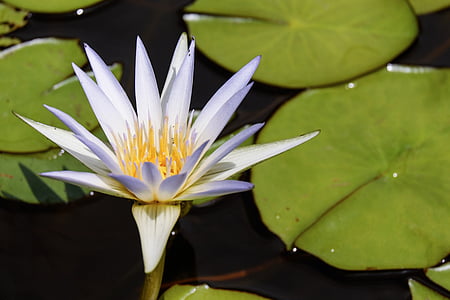 selective focus photography of white lotus flower