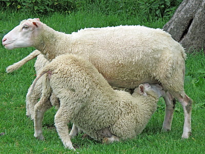 three white sheeps on green grass