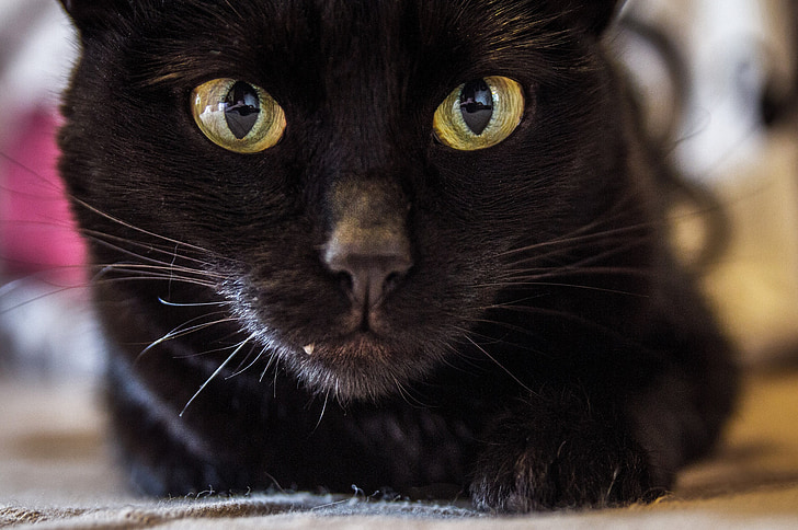 black cat closeup photography
