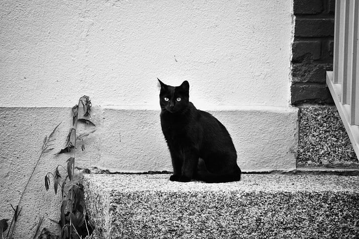 short-coated black cat on gray concrete stair