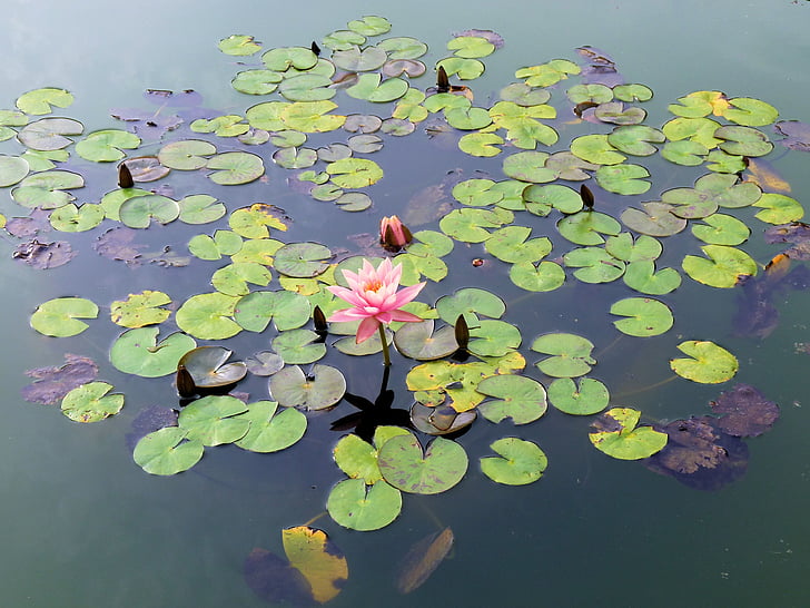 pink water lily flower on pond